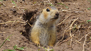 Gophers & Voles
