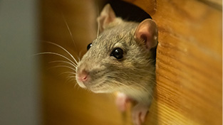 Rodent Control